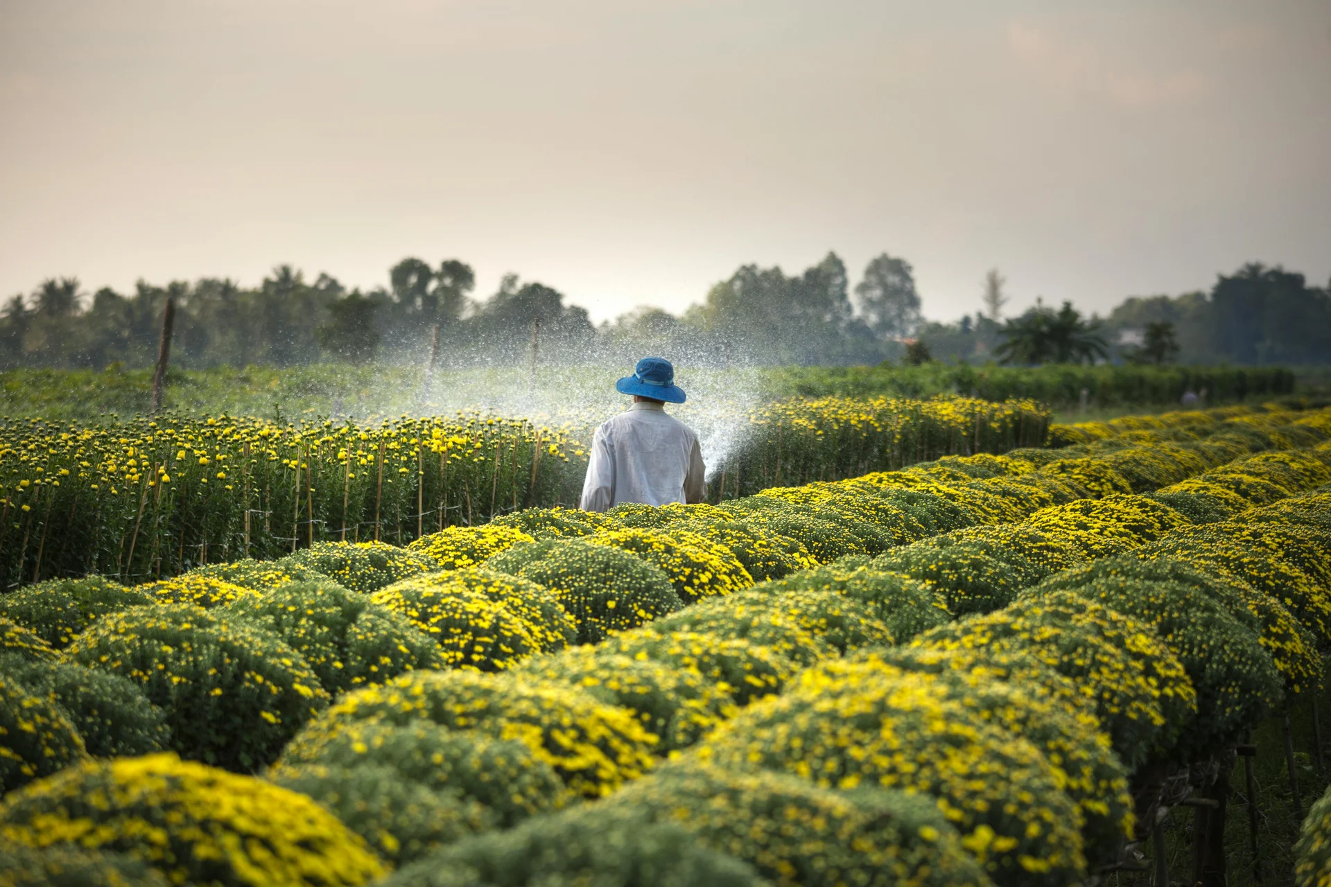 Licence Sciences Agronomiques